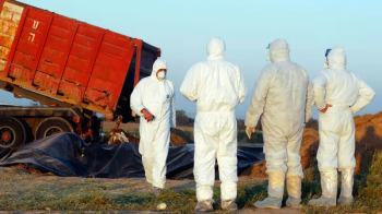 Під загрозою традиційна різдвяна страва: у Великій Британії розпочався найгірший в історії спалах пташиного грипу