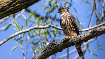 На Львівщині соколи і яструби захищають плантації лохини від шкідників