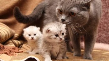 "Домівка врятованих тварин" шукає господарів для евакуйованих кошенят (фото)