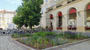 На площі Ринок у Львові висадили нові квіти (фото)