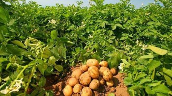 Кущі картоплі ростуть на городі