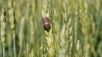 Україна експортує до Польщі комах, а до Ізраїлю — кролів