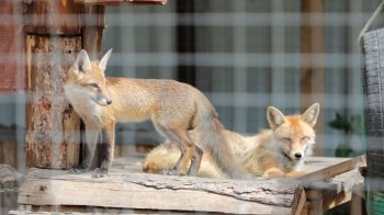 Домівка врятованих тварин запрошує львівʼян долучитися до благодійного “Базару Добра”