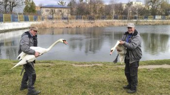 На Левадівське озеро після зимівлі в притулку повернули лебедів