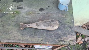 На Львівщині 7-річний хлопчик приніс додому застарілий боєприпас