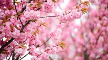 сакура цвіте