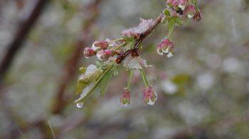 Погода у Львові та області 10 травня: дощі та заморозки