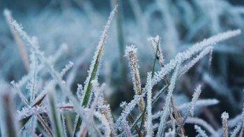 На Львівщині у ніч на п`ятницю прогнозують заморозки