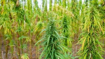 В Україні презентували новий сорт конопель "Софія": його використовуватимуть для військових цілей