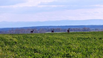 Поблизу Львова зафіксували сімейство косуль (фото)