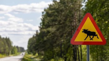 За ДТП з лосем у Пустомитах оштрафували водія Mercedes