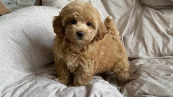 Суд оштрафував львів’янина на понад 5 тис. грн за побиття мальтіпу в під’їзді