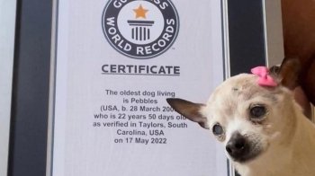 Померла найстаріша собака в світі, їй було 22 роки