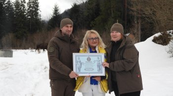 У “Сколівських Бескидах” зафіксували рекорд з найбільшої кількості зубрів у Карпатах