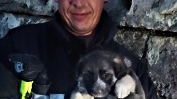 Застрягло між бетоном: на Стрийщині надзвичайники врятували цуценя Джевеліну