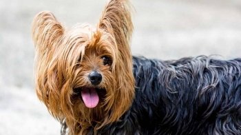 російські окупанти голодують: на Херсонщині зловили та з’їли йорка