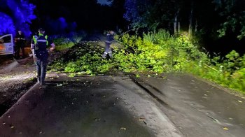 На Львівщині нічний буревій повалив дерева: рух двома трасами був заблокований