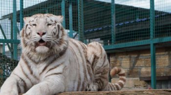 У меденицькому зоопарку просять купити квиток для підтримки звірів