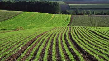 Минулого тижня на Львівщині передали в оренду понад 400 га землі