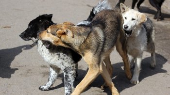 Власника п’яти собак у Львові оштрафували за напад на дитину