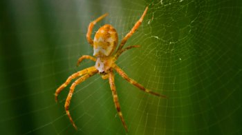 Павук на павутині