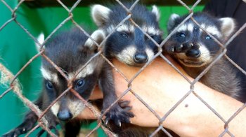 У Новій Каховці затопило зоопарк, де жили 300 тварин: власниця каже, що вони загинули
