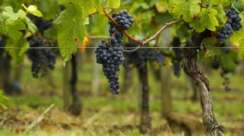 виноградники в україні