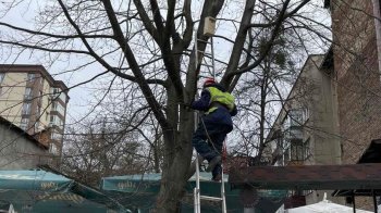 У Львові встановили виготовлені дітьми штучні гнізда для птахів: яка їх мета