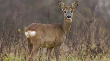 Браконьєра з Львівщини оштрафували за три впольовані вночі косулі