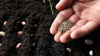 що садити у червні