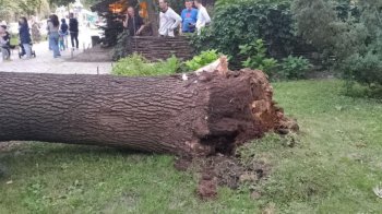 Упало дерево