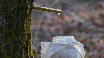 Весняний must-have: як приготувати березовий сік