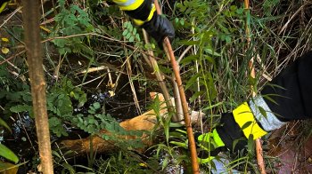 На Львівщині пожежники врятували собаку з водойми