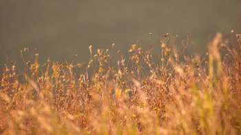 На Львівщині попереджають про надзвичайну пожежну небезпеку 29 серпня