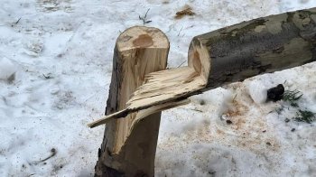 Зрізані платани