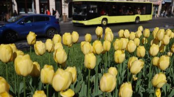 Нідерланди щороку передаватимуть Львову тюльпани 