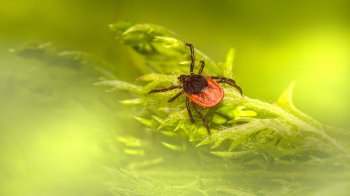 У Львові не оброблятимуть парки від кліщів: причина
