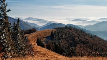 У Сколівських Бескидах зафіксували рідкісну рись