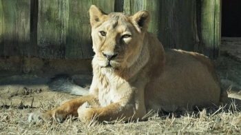 Левиця із зооцентру під Києвом отримала контузію внаслідок атаки РФ