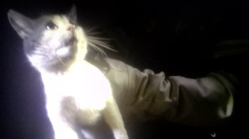 Врятували котика: львівські рятувальники розбили стіну, щоб дістати тварину