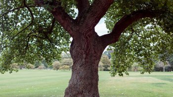 На Львівщині створять перший в Україні Науковий Центр зі збереження старовікових дерев
