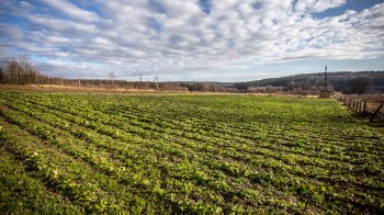 У Мінагрополітики підрахували вартість гектара української землі