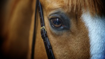 Пекельна спека: на Городоччині людям прийшлось рятувати коня, який знепритомнів