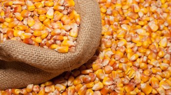 Аграрії Львівської області отримали гуманітарну партію насіння кукурудзи від корпорації Bayer