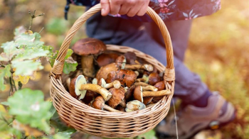 На Львівщині п'яний внук відібрав гриби у бабусі і вона викликала поліцію