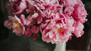 У Львові пройде благодійна виставка півоній "Червоне – то любов"