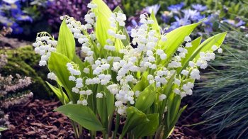 Хмарно, однак без опадів: погода на Львівщині 27 травня