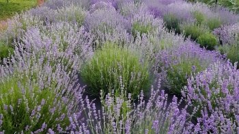 Лавандові поля у Львові та поруч із містом: де можна зробити гарні фото