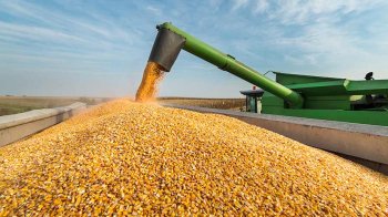 Суд зобовʼязав підприємство повернути 810 тонн кукурудзи Львівському університету природокористування