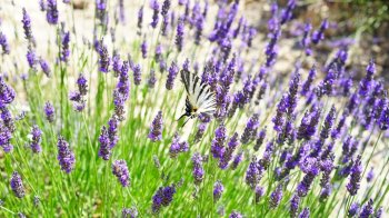 Тепло як влітку: синоптики втішили прогнозом погоди на п’ятницю